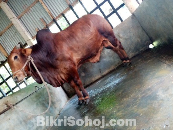 COW (ষাড় গরু)